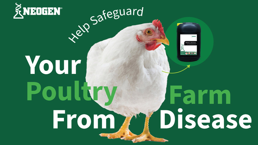 Chicken graphic