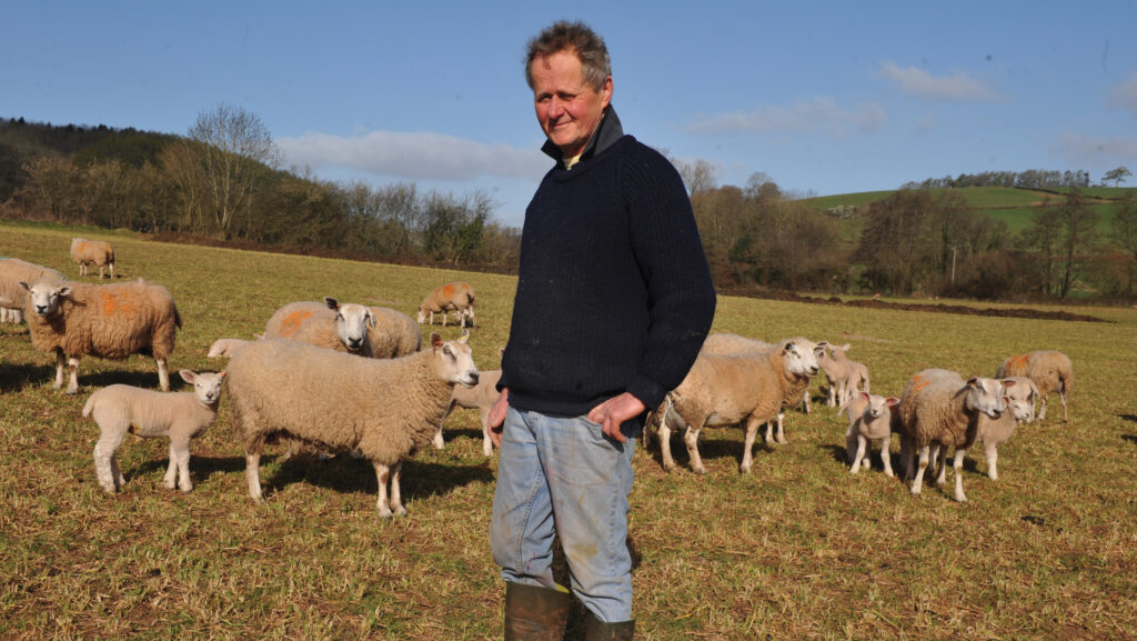 Farmer with sheep in a field